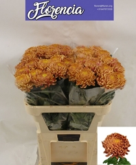 Chrysanth Single Bigoudi Bronze 80cm 90gr.