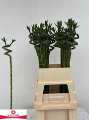 Dracaena Lucky Bamboo 90cm Spiral