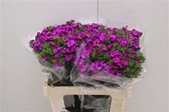 Dianthus Barb Neon Cher 55cm