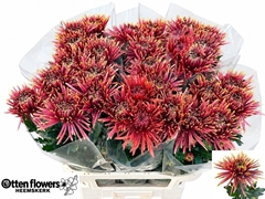 Chrysanth Single Tula Copper 80cm 95gr.