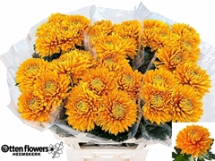 Chrysanth Single Jayz Yellow 80cm 115gr.