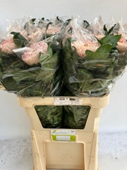 Chrysanth Single Allouise Salmon 80cm 170gr.