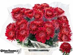 Chrysanth Single Tusca 80cm 120gr.