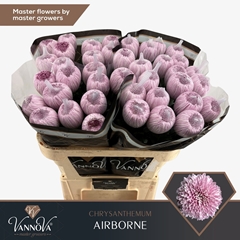 Chrysanth Single Airborn 70cm 105gr.