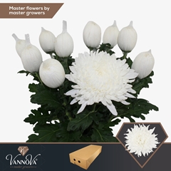 Chrysanth Single Stravina 70cm 110gr.