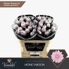 Chrysanth Single Honeymoon 70cm 100gr.