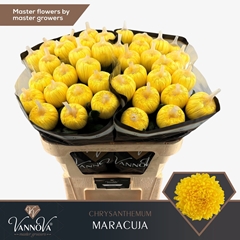 Chrysanth Single Maracuja 70cm 115gr.