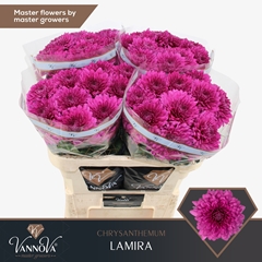 Chrysanth Single Lamira 70cm 90gr.