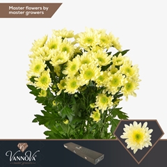 Chrysanth Spray Radost Cream 70cm 80gr.