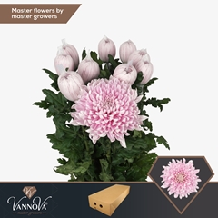 Chrysanth Single Honeymoon 70cm 100gr.