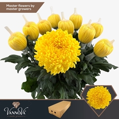 Chrysanth Single Maracuja 70cm 115gr.