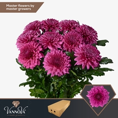 Chrysanth Single Lamira 70cm 90gr.