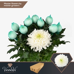Chrysanth Single Magnum 70cm 105gr.