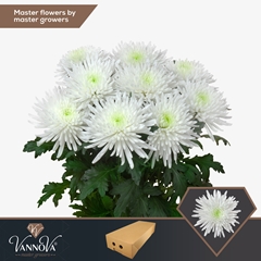 Chrysanth Single Topspin 70cm 90gr.