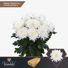 Chrysanth Single Undercover 70cm 85gr.
