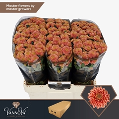 Chrysanth Santini Ellison Salmon 55cm 50gr.