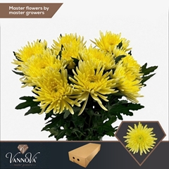 Chrysanth Single Topspin Yellow 70cm 85gr.