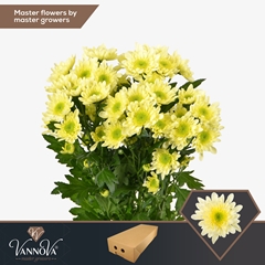 Chrysanth Spray Radost Cream 70cm 80gr.