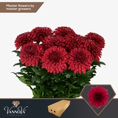 Chrysanth Single Lamira Red 70cm 90gr.