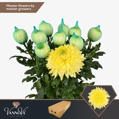 Chrysanth Single Magnum Yellow 70cm 120gr.