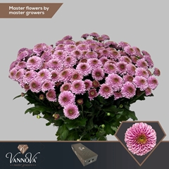 Chrysanth Santini Doria Pink 55cm 52gr.