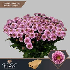 Chrysanth Santini Doria Pink 55cm 52gr.