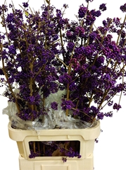 Callicarpa Bodinieri Profusion 100cm
