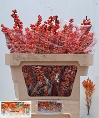 Ilex Winter Gold 70cm