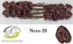 Anthurium Nero 9cm Hd