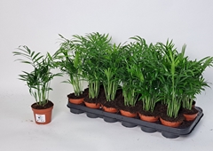 Chamaedorea Elegans 9Ø 30cm