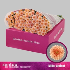 Chrysanth Santini Miller Apricot 55cm 48gr.