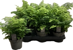 Adiantum Raddianum Fritz-luth 12Ø 30cm