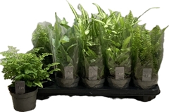 Ferns Mix 12Ø 25cm