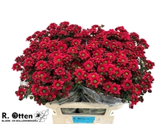 Chrysanth Santini Melissa Red 75cm 48gr.