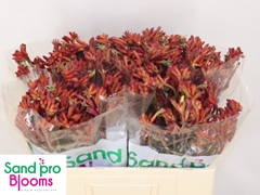 Anigozanthos Bush Coral 50cm