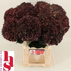 Hydrangea Pink Ruby Classic 60cm 18-20cm Hd