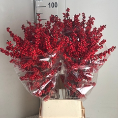 Ilex Red Berry 100cm