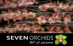 Cymbidium Salm Delight 80cm