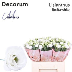 Eustoma Double Rosita White 60cm