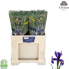 Iris Blue Magic 58cm 32gr.