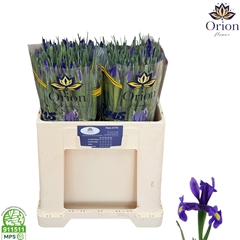 Iris Blue Magic 56cm 30gr.