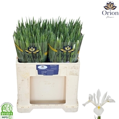 Iris White Magic 58cm 30gr.