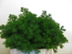 Asparagus Umbellatus 40cm