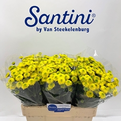 Chrysanth Santini Maverick Yellow 55cm 28gr.