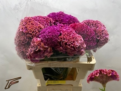 Celosia Lavly 56cm