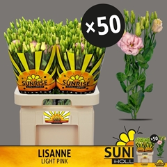 Eustoma Double Lisanne Light Pink 70cm