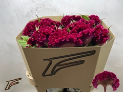 Celosia Red King 80cm