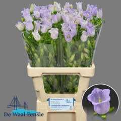 Campanula Champion Lavender 70cm