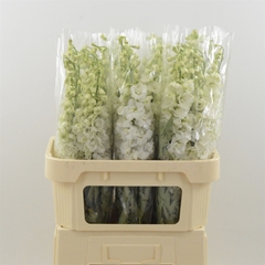 Delphinium Double Dev Snow White 80cm