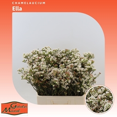 Chamelaucium Ella 60cm 25gr.